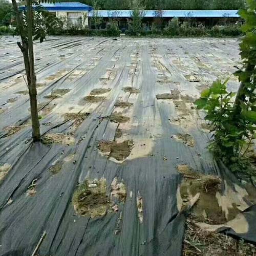 防草?6